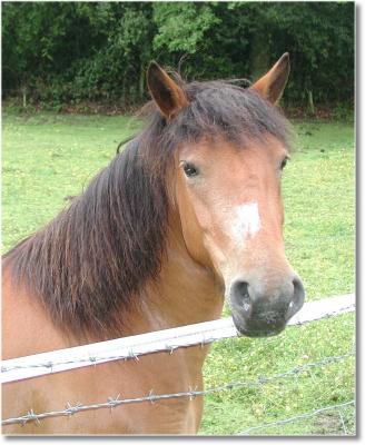 debbies horse