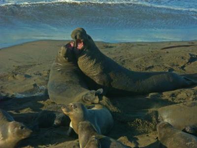 Elephant Seals of the Central Coast of California