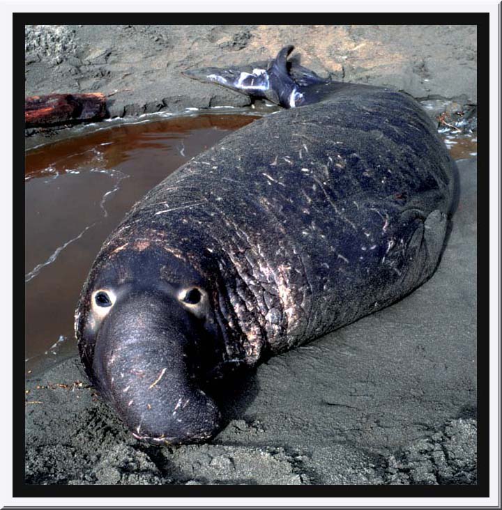 Elephant Seal