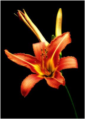 Red-Day-Lily