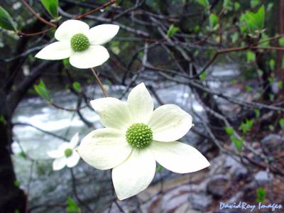 Pacific Dogwood