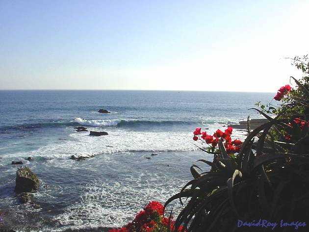 Heisler Park Bougainvillea