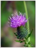 Purple!