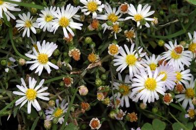 Ball Park Flowers