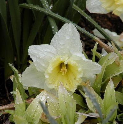 daffodil rain drops