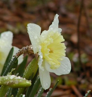 daffodil rain drops