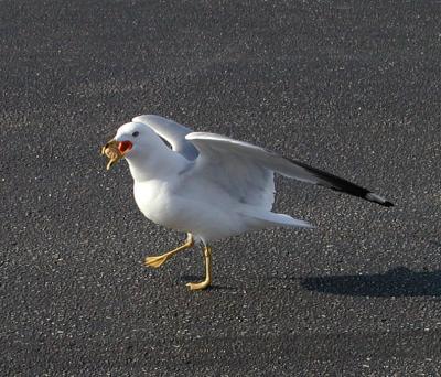 gull captures cookie
