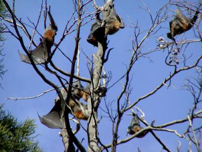 More Flying Foxes