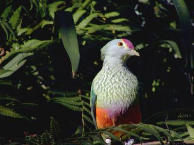 Rose-crowned Fruit-dove, Taranga Zoo