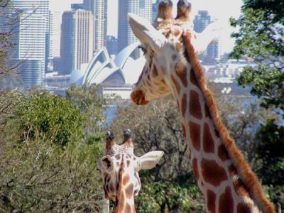 Giraffe with a great view, Taranga Zoo