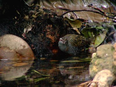 Buff-banded Rail, Taranga Zoo