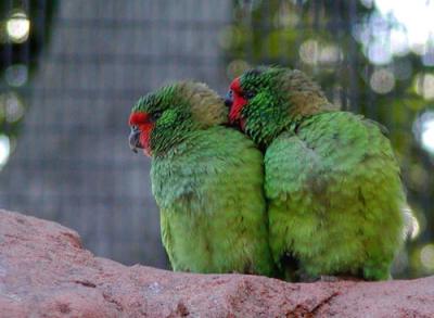 Little Lorikeet, Taranga Zoo