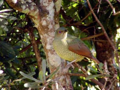 Female Satin Bowerbird