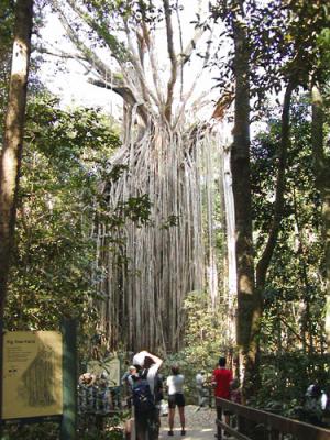 The Curtain Fig tree