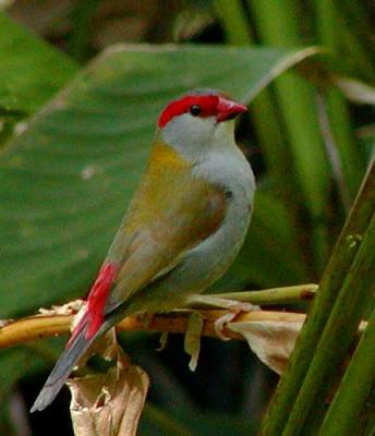 Red-browed Firetail