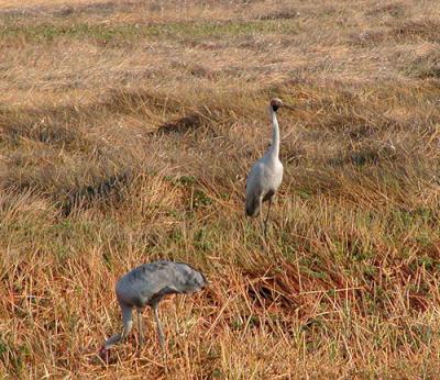 Brolga