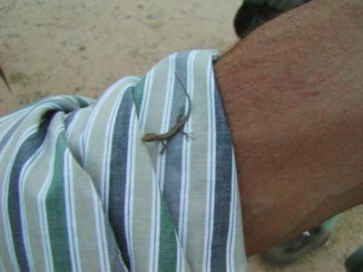 Paul's 'pet' Skink