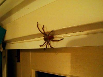 Huntsman Spider in our bedroom