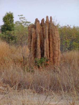 Termite mound (7 ft!)