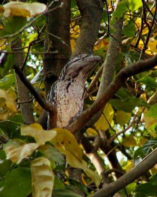 Tawny Frogmouth