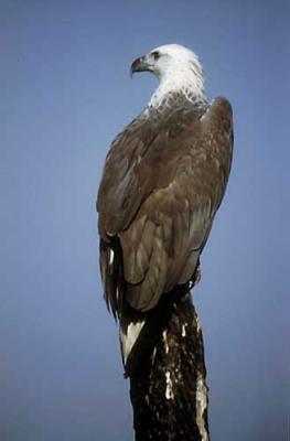 Sea Eagle