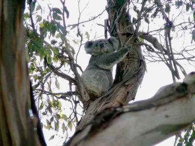 Koala at the Phillip's Island reserve