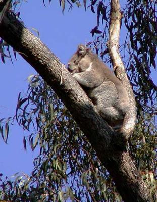 The koala that quietly watched us eat lunch at Killiwarra