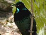 Paradise Riflebird, Taranga Zoo