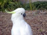 Sulfur-crested Cockatoo