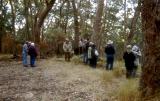 The group in a dry eucalyptus grove