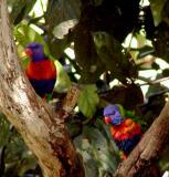 Rainbow Lorikeets