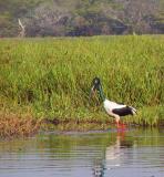 Jabiru