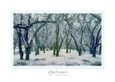 Infrared Oak Forest-2