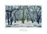 Infrared Oak Forest-2