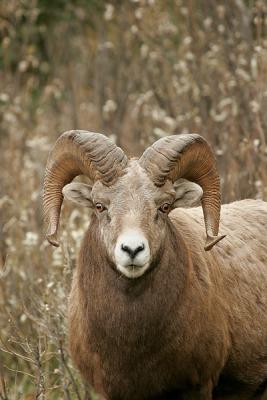 Jasper-Ram3w.jpg