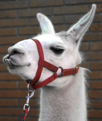 u8/digitalgee/medium/37358913.Llama.jpg