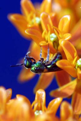 A bug's life.jpg