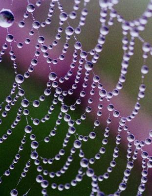 Dewy web.jpg