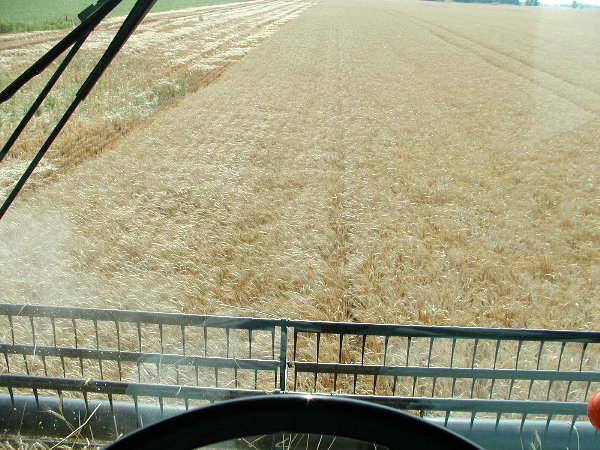 Wheat harvest in  July.JPG
