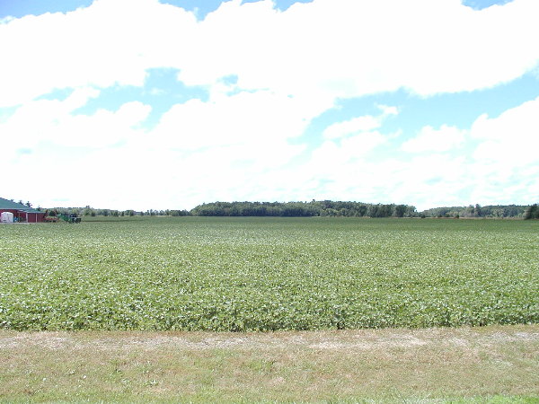 Soy Beans at home .JPG