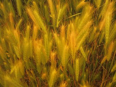 harvest2.jpg