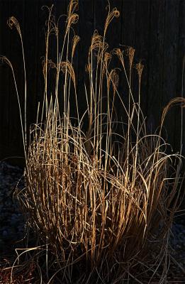 Like Straw.jpg