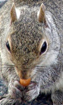 P3190349-crop.jpg