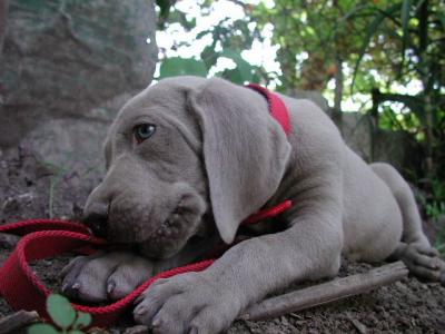 Mom Weimaraner