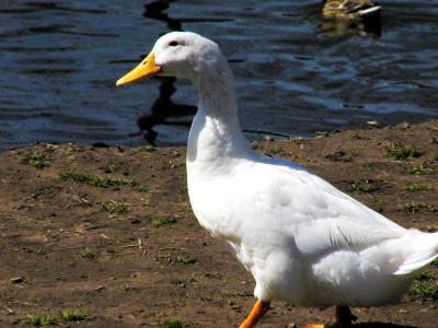 Birds & Fowl