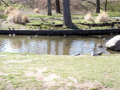 Birds & Fowl