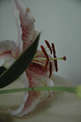 Lily
