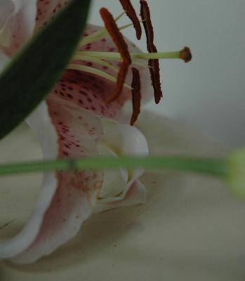 Lily