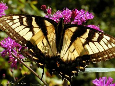 Eastern Tiger Swallowtail Butterflies ~ WV