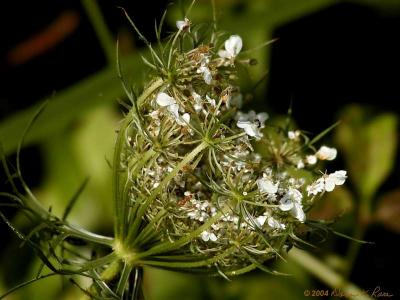 Queen Anne's Lace Basket Stage